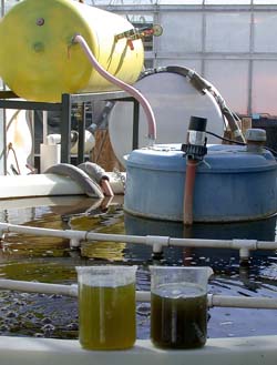 Manure holds power potential