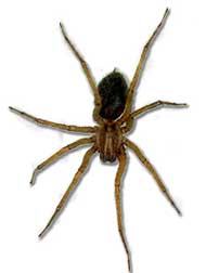 Hobo-phobia: Local spider not as aggressive as previously thought