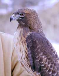 Student falconer dedicates life to birds