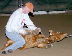 Rodeo Club finds a niche in region competition
