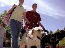 Don’t pet the dogs, Disability Resource Center warns
