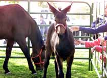 Cloned mules are three-of-a-kind