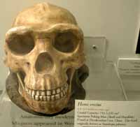 Anthropology museum provides hands-on learning