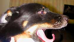 Dog and cat offer paws to Counseling Center