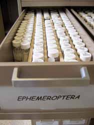 Jeepers creepers: A bug lab at USU