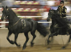 Looking into the world of Friesian Horses