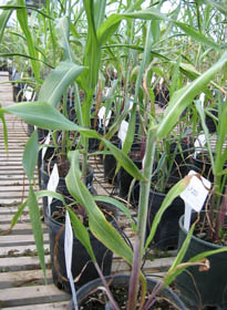 USU research could help feed the world