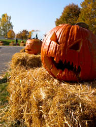 Pumpkin Mania