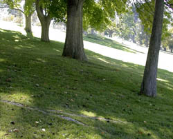 The campus on a hill