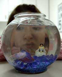 The betta fish: no ‘betta pet
