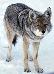 Researchers study Milville coyotes