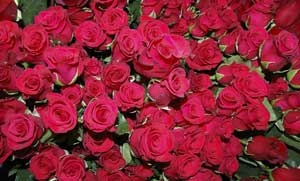 Love is Full in Bloom