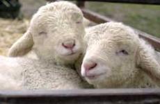 Spring Babies