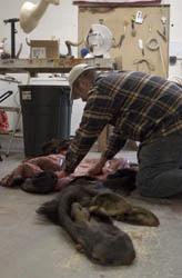 Preserving memories and dead animals