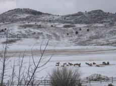 Valley elk heading for the hills early because of warm winter
