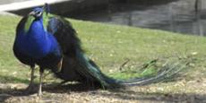 Exotic animals from around the world wait for visitors at Willow Park Zoo