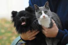 Animals help clients heal