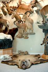 A hunter’s heaven