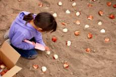 Women’s Center Plants Tulips to Raise Awareness