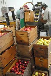 Cider
