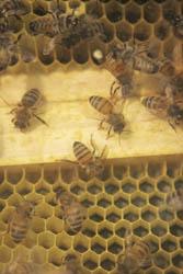 Researchers Work to Solve Bee Problems