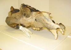Bear’s Grave offers historical folklore experience