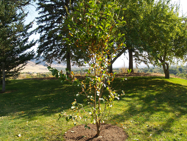Tree planted to remember professor