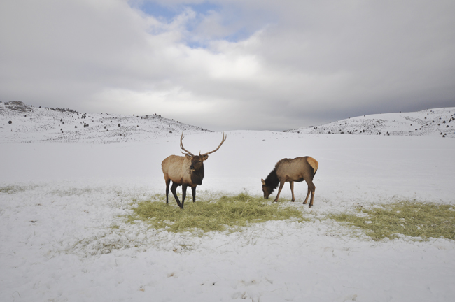 It’s lovely weather for a sleigh ride together