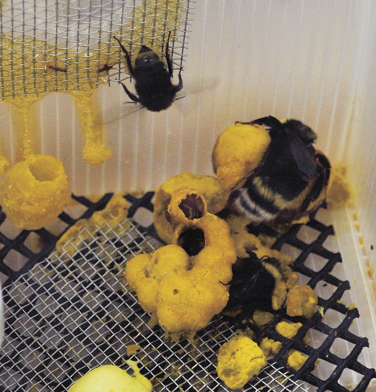 USU research points to bee extinction