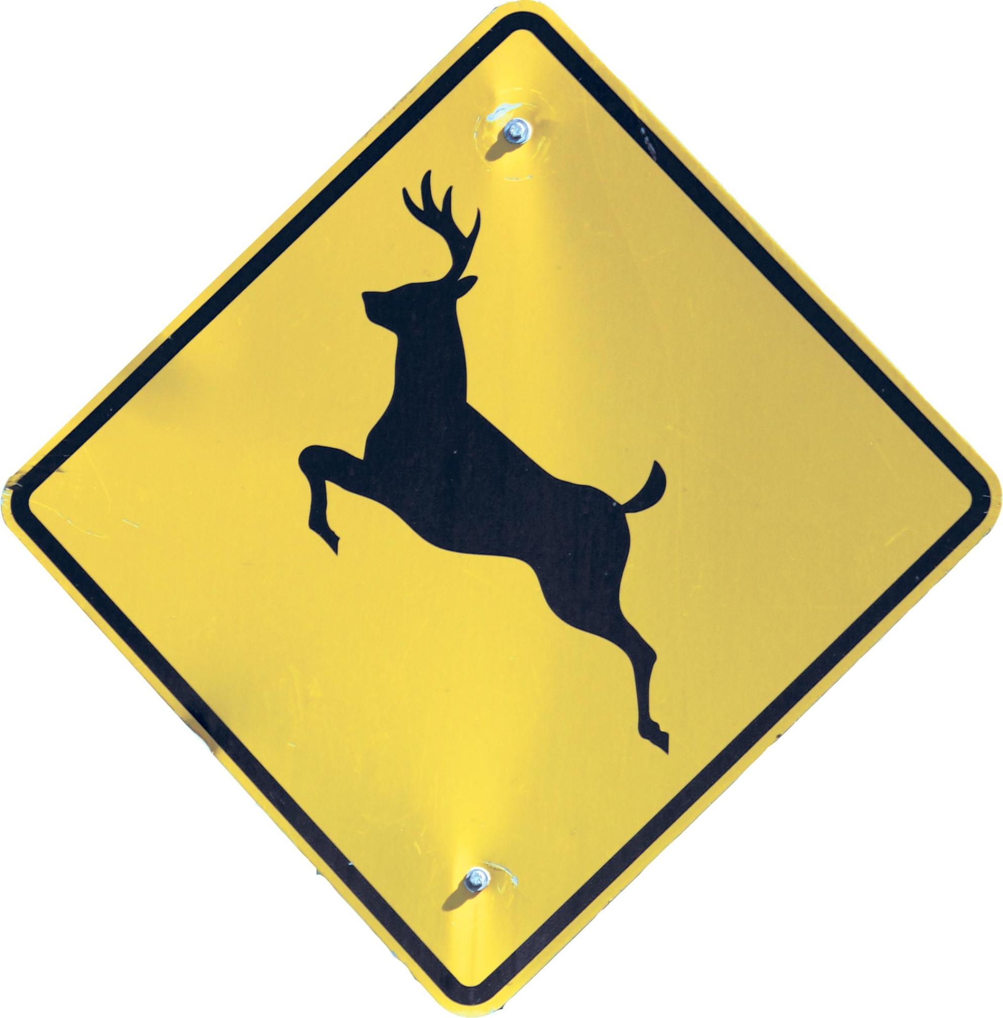 No more deer in the headlights