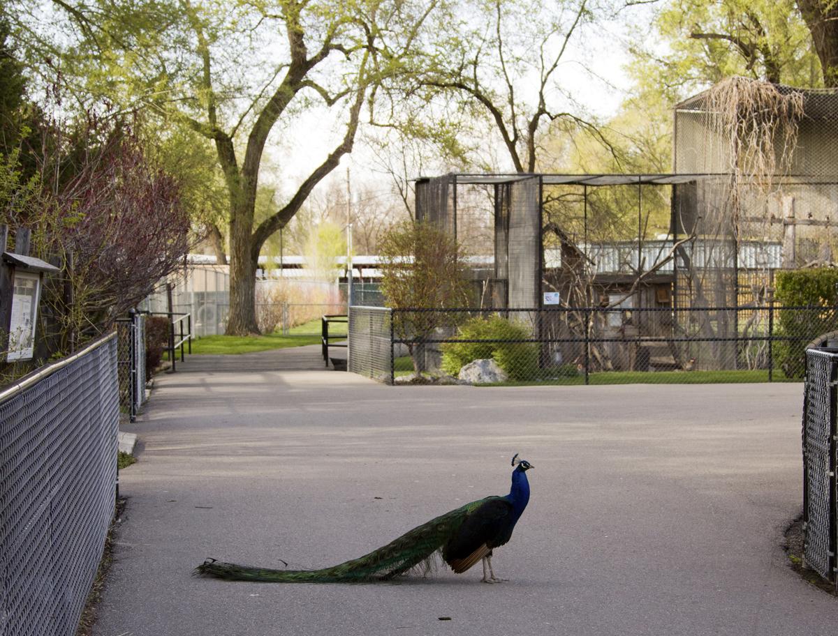 Zoo faces financial shortage, council debates