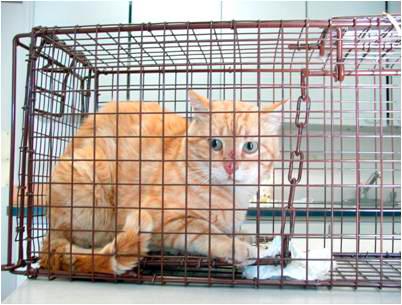 Feral cat population dwindling