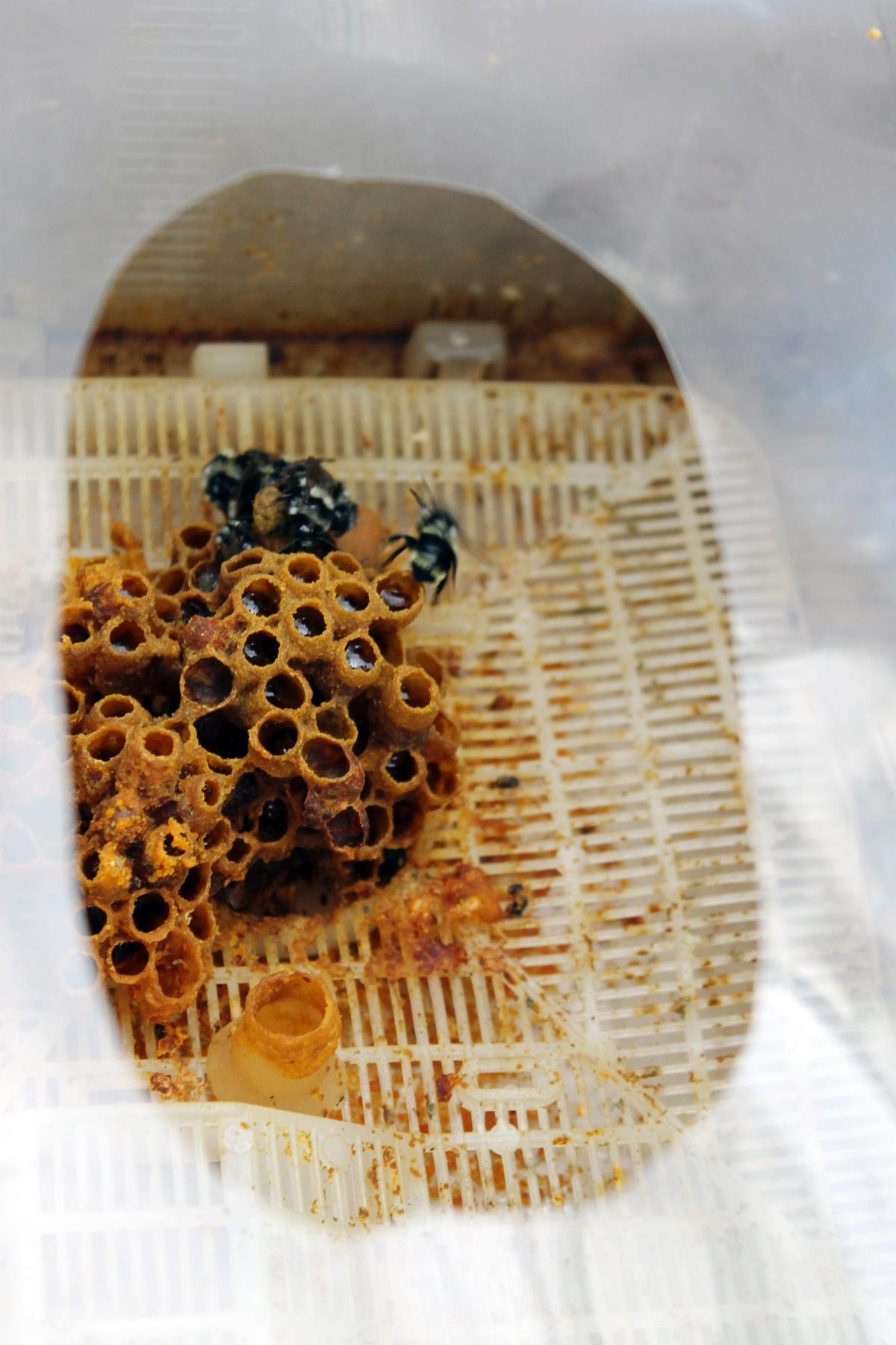 As students bundle up, bees become active