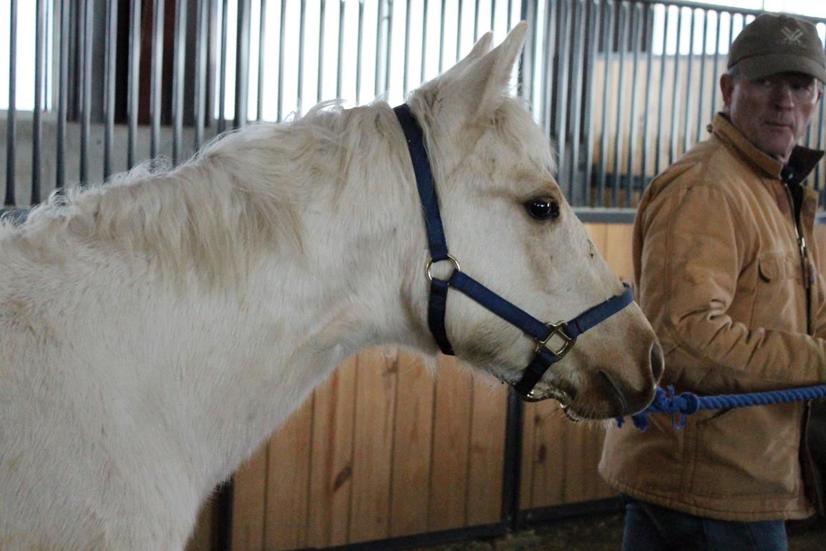 USU equine program auctions horses