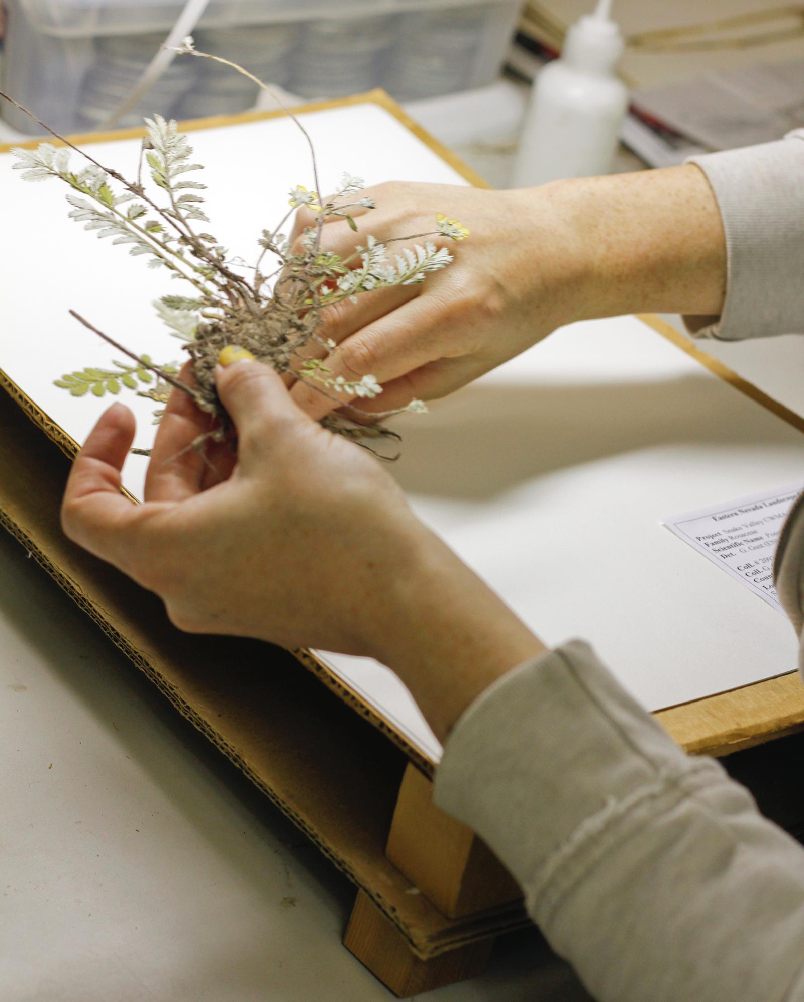 Intermountain Herbarium lends inmates a helping hand