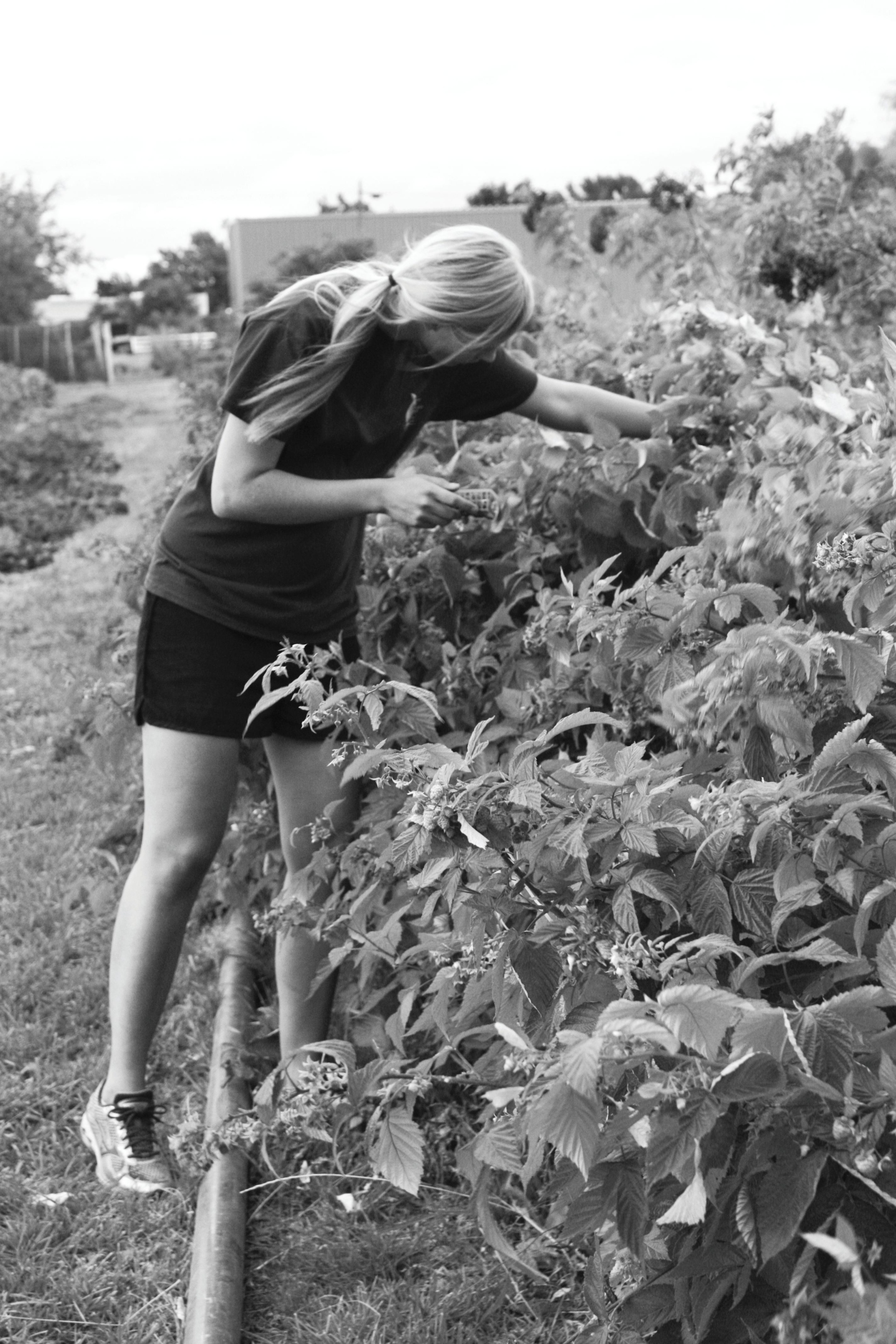 Student-run organic farm is finally up and running