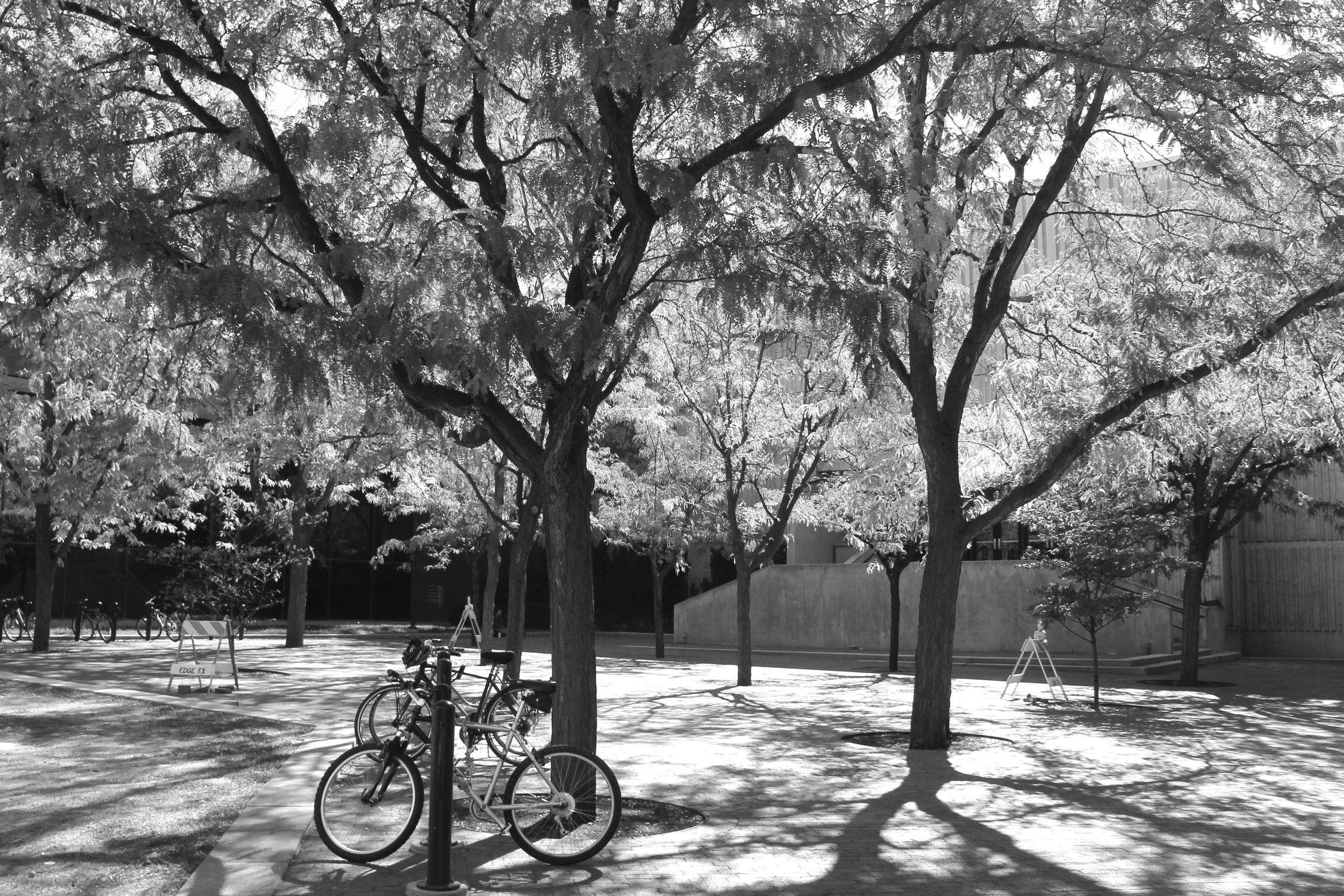 Students rallying to save CCA courtyard