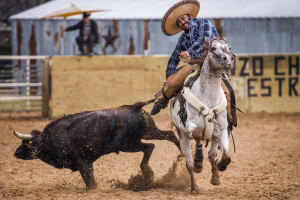 Alejandro Estrada Sr. tries to flip a steer at a coleadero in southern Dallas County. (Smiley N. Pool/Dallas Morning News/TNS)