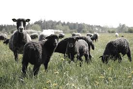 black-sheep