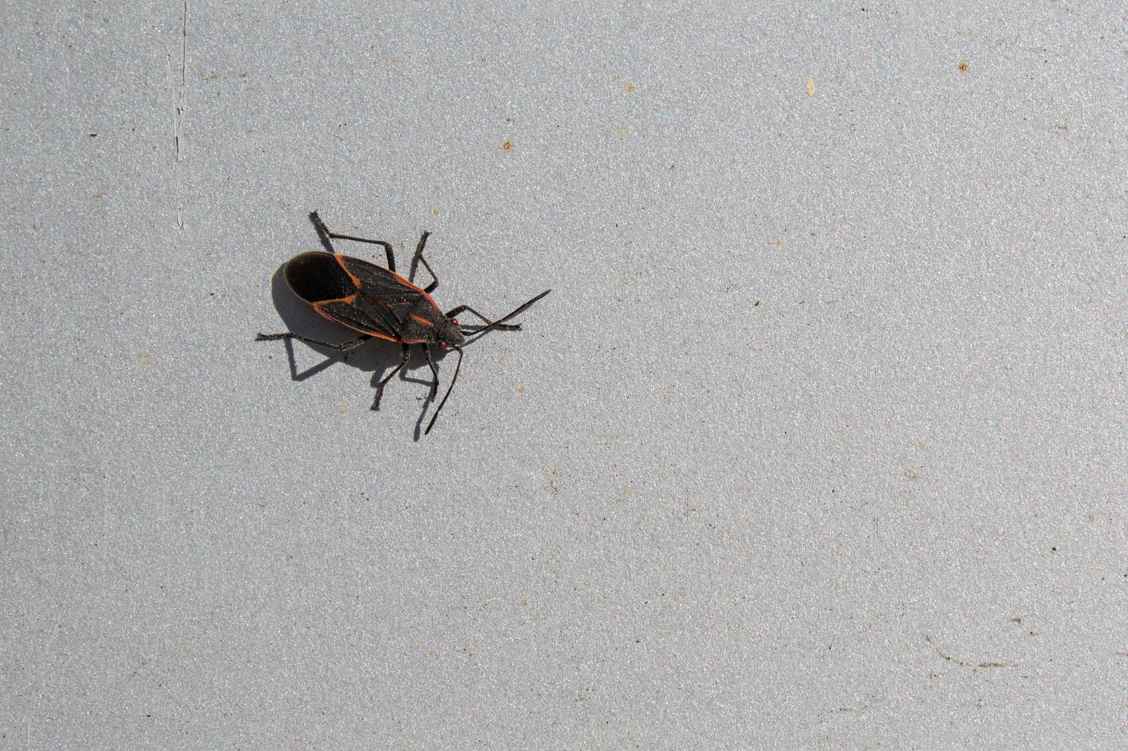 Boxelder Bugs  University of Maryland Extension