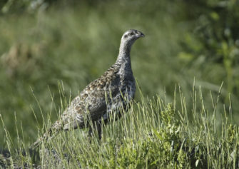 AP STORY: Feds to give Western states more options in protecting wild sage grouse
