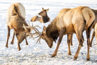 Utah’s big elk at Hardware Ranch