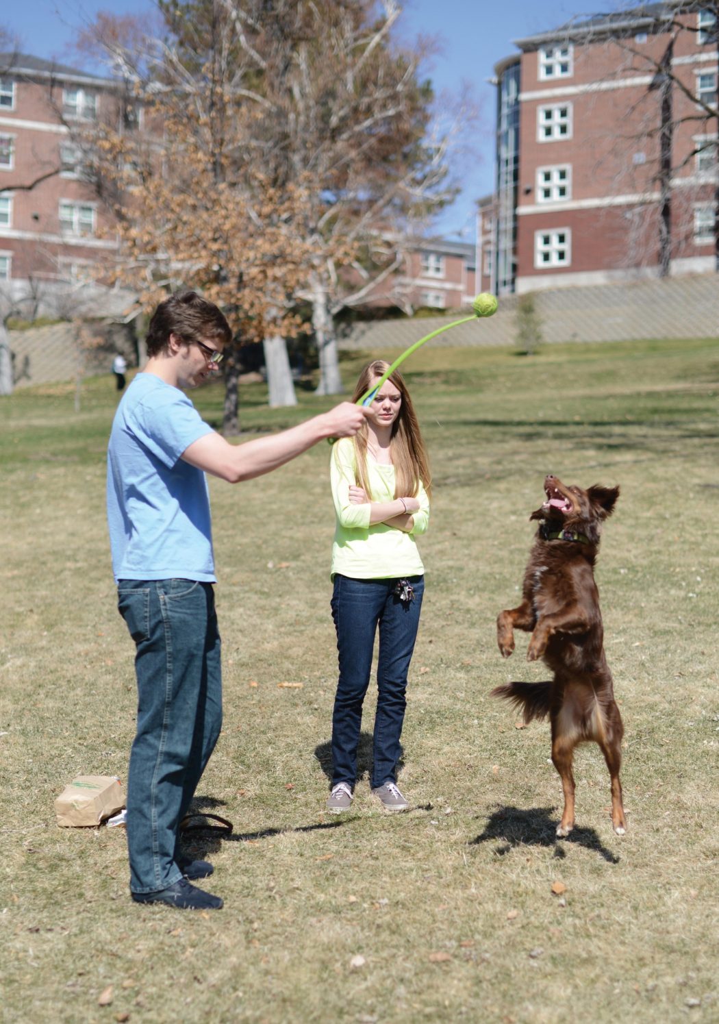 Logan to consider more dogs in parks - The Utah Statesman