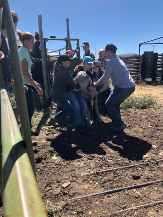 Semesterly “Sheep Day” provides hands-on experience for students