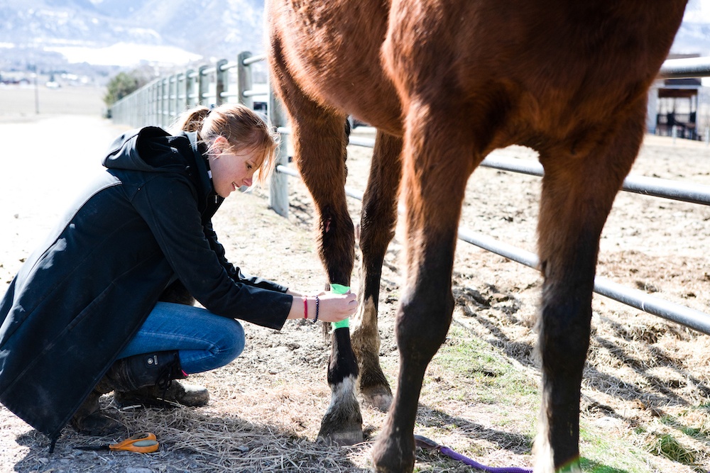 usu-college-of-veterinary-medicine-coming-to-usu-in-2024