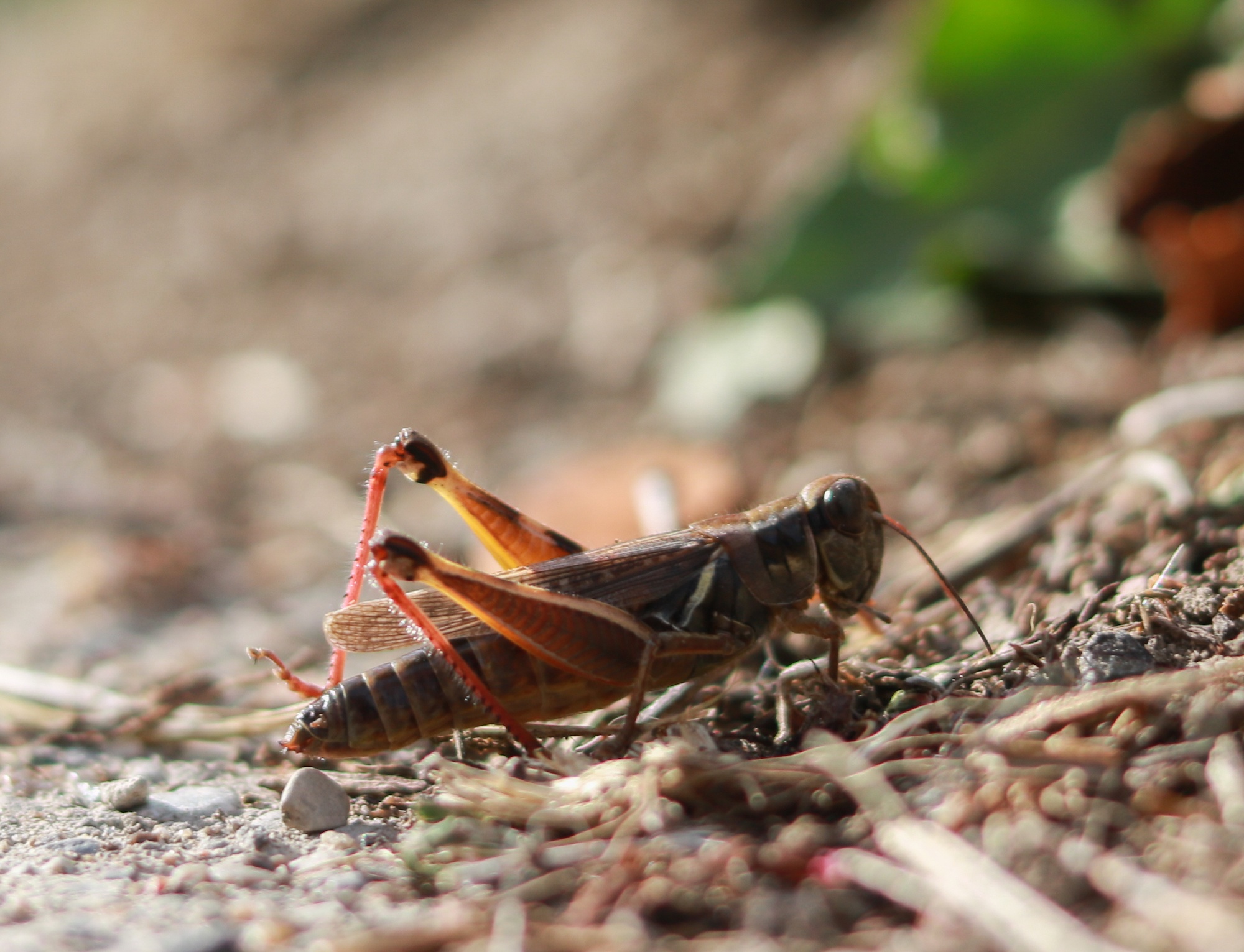 Natural Grasshopper Bait