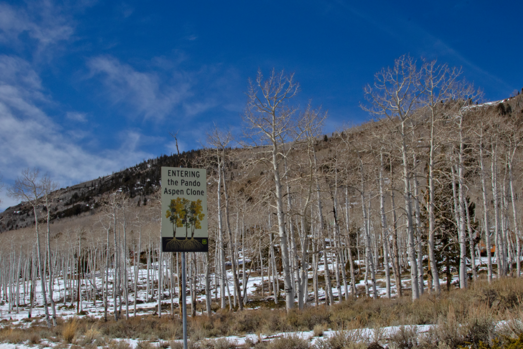 Pando: How one tree makes a forest - The Utah Statesman
