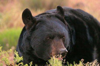 Black bear killed by vehicle at Bear Lake