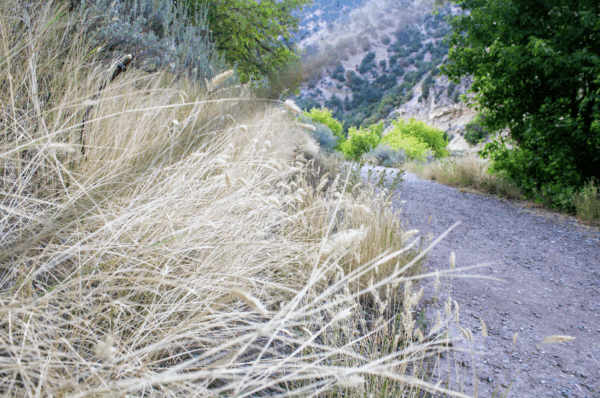 The Spring Hollow hiking Trail in Logan is yellow after a dry summer on Aug. 29. By Avery Truman.