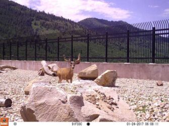 Researchers document successful wildlife overpass